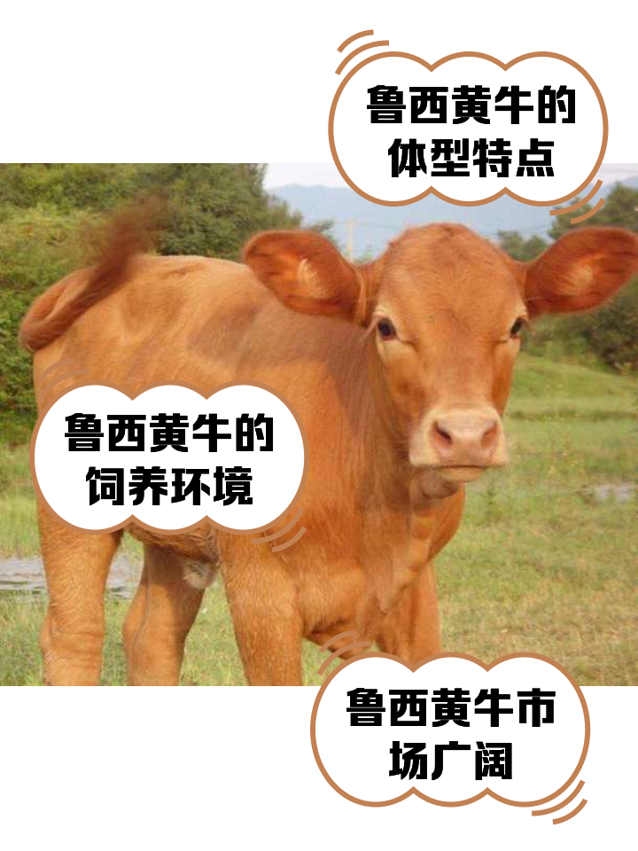 菏泽最新医保取现黄牛方法分析(最方便真实的菏泽医保取现黄牛怎么取方法)